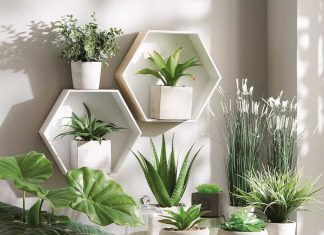 Растения в домашнем интерьере