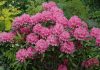 Рододендроны и азалии