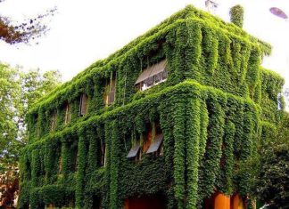 Сплошное озеленение фасадов жилых домов Сплошное озеленение фасадов жилых домов