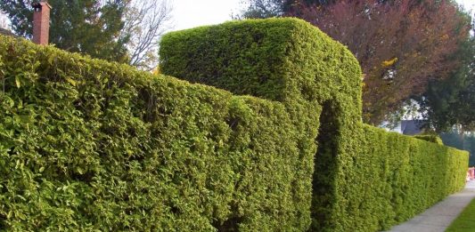 Создаем живую изгородь