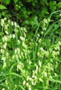 Бриза — Briza spp
