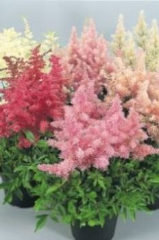 Астильба — Astilbe spp.