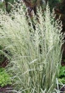 Вейник— Calamagrostis spp.