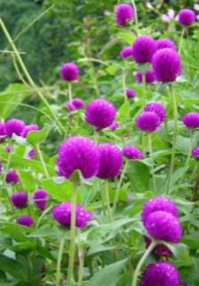 Гомфрена — Gomphrena spp.
