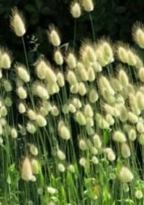 Лагурус — Lagurus spp.