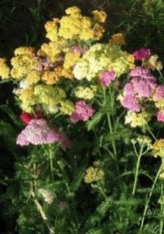 Тысячелистник — Achillea spp.