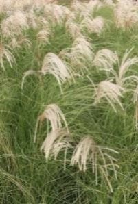 Мискантус — Miscanthus spp.