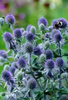 Синеголовник — Eryngium spp.