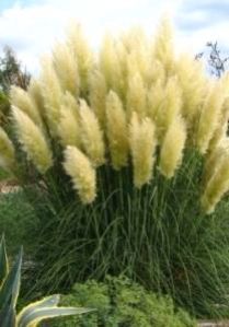 Кортадерия — Cortaderia spp.