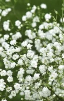 Жемчужница — Achillea ptarmica