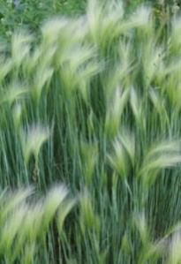 Ковыль — Stipa spp.