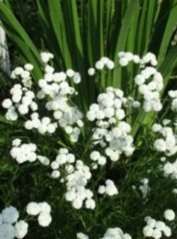 Гипсофила — Gypsophila spp.