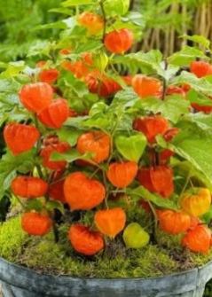 Физалис — Physalis spp.