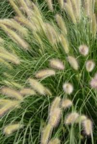 Перистощетинник — Pennisetum spp.
