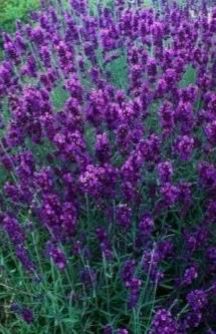 Лава́нда — Lavandula spp.