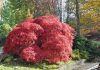 Acer palmatum