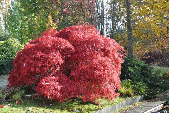Acer palmatum
