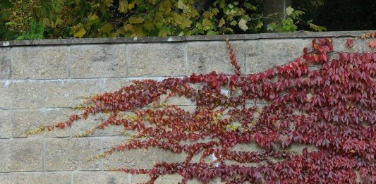 Девичий виноград