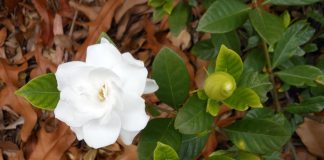 Gardenia iasminoides