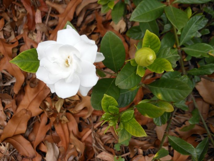 Gardenia iasminoides