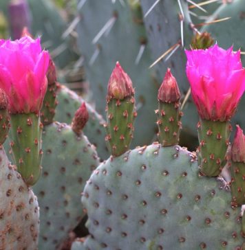 Климатические вариации сада Опунция