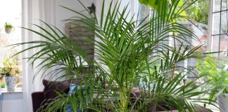 Phoenix roebelenii