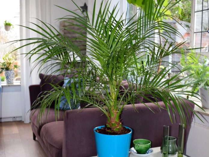 Phoenix roebelenii