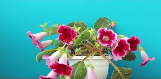 Синнингия прекрасная (Sinningia speciosa)