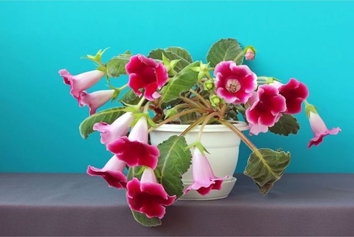 Синнингия прекрасная (Sinningia speciosa)