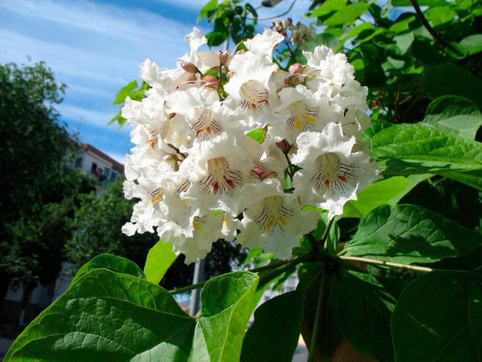 Катальпа