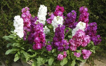 Маттиола и космея Маттиола