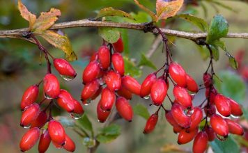 Как я спасла барбарис