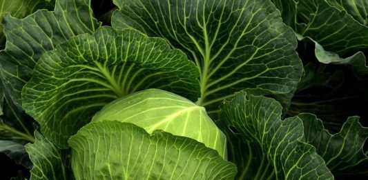 Капуста-барыня Капуста