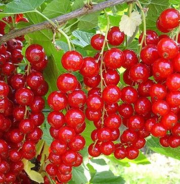 Красная смородина