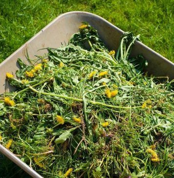 Как бороться с сорняками в саду?