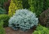 Глаука Глобоза (Glauca Globosa)