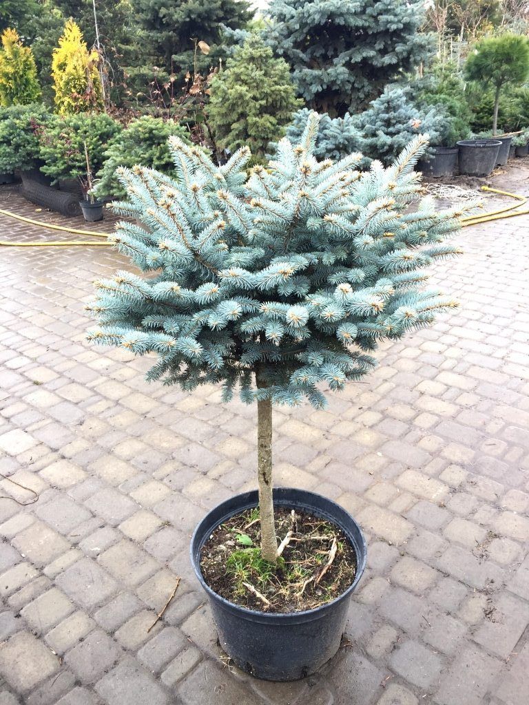 Глаука Глобоза (Glauca Globosa)