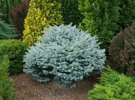 Глаука Глобоза (Glauca Globosa)