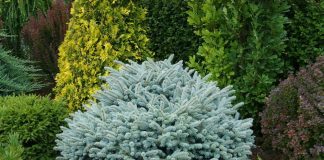 Глаука Глобоза (Glauca Globosa)