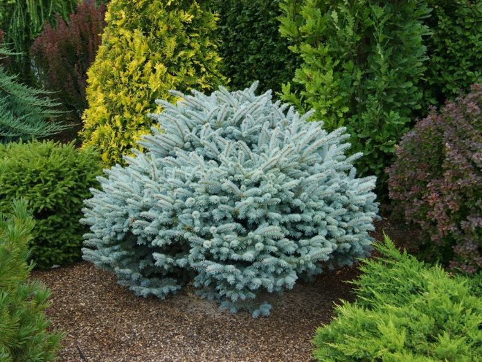 Глаука Глобоза (Glauca Globosa)