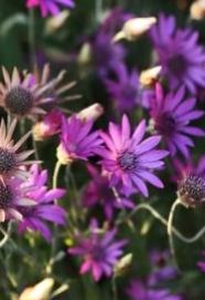 Кермек — Limonium spp.