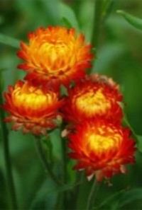 Гелихризум — Helichrysum spp.