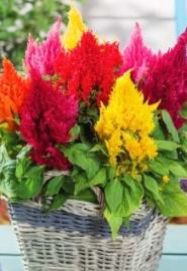 Целозия серебристая — Celosia argentea