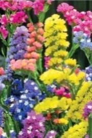 Ксерантемум — Xeranthemum spp.