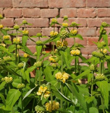 Зопник Рассела