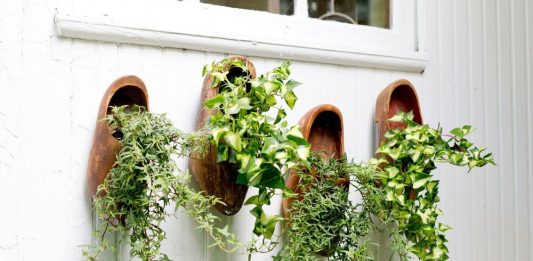 Использование в ландшафтном дизайне ампельных форм растений Ампельные растения