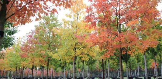 Крупномеры