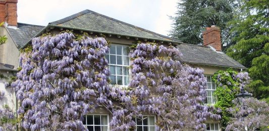 Вьющиеся растения