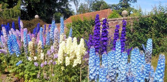 Дельфиниум