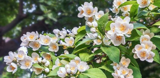 Садовый жасмин